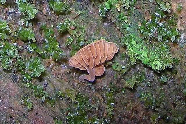 Una strana Galerina  lillipuziana